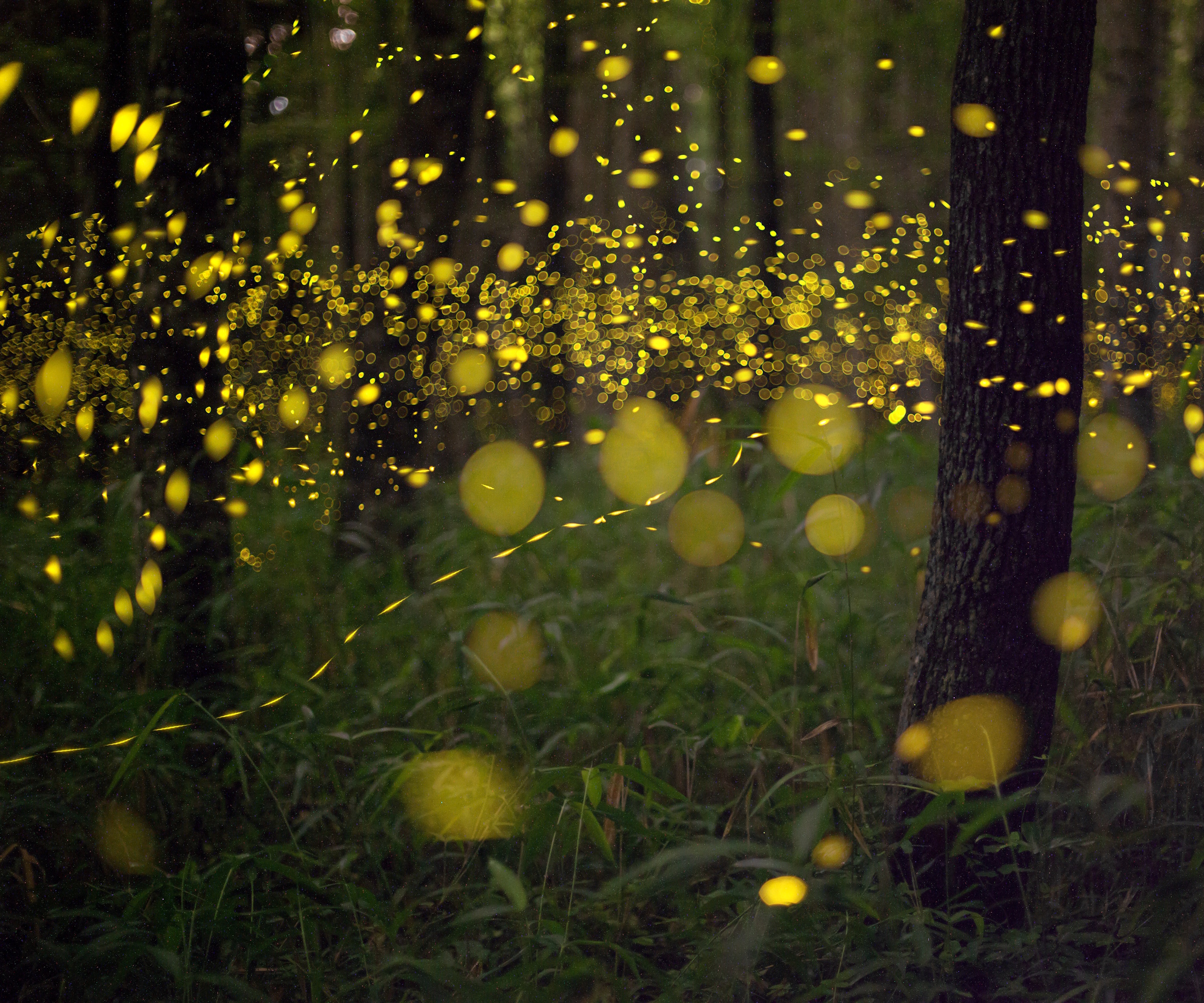 Fireflies in a forest at night