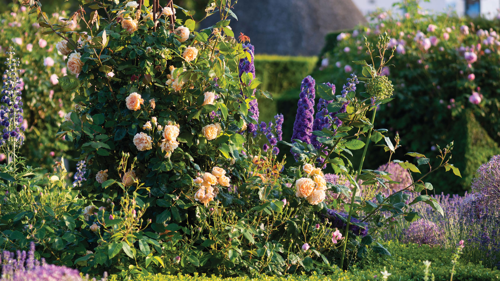 Cottage garden roses 'Crown Princess Margareta' 