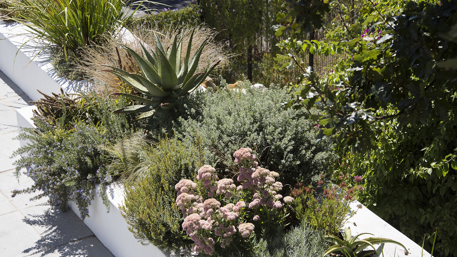 Shrubs, including aloe vera in modern white planting bed