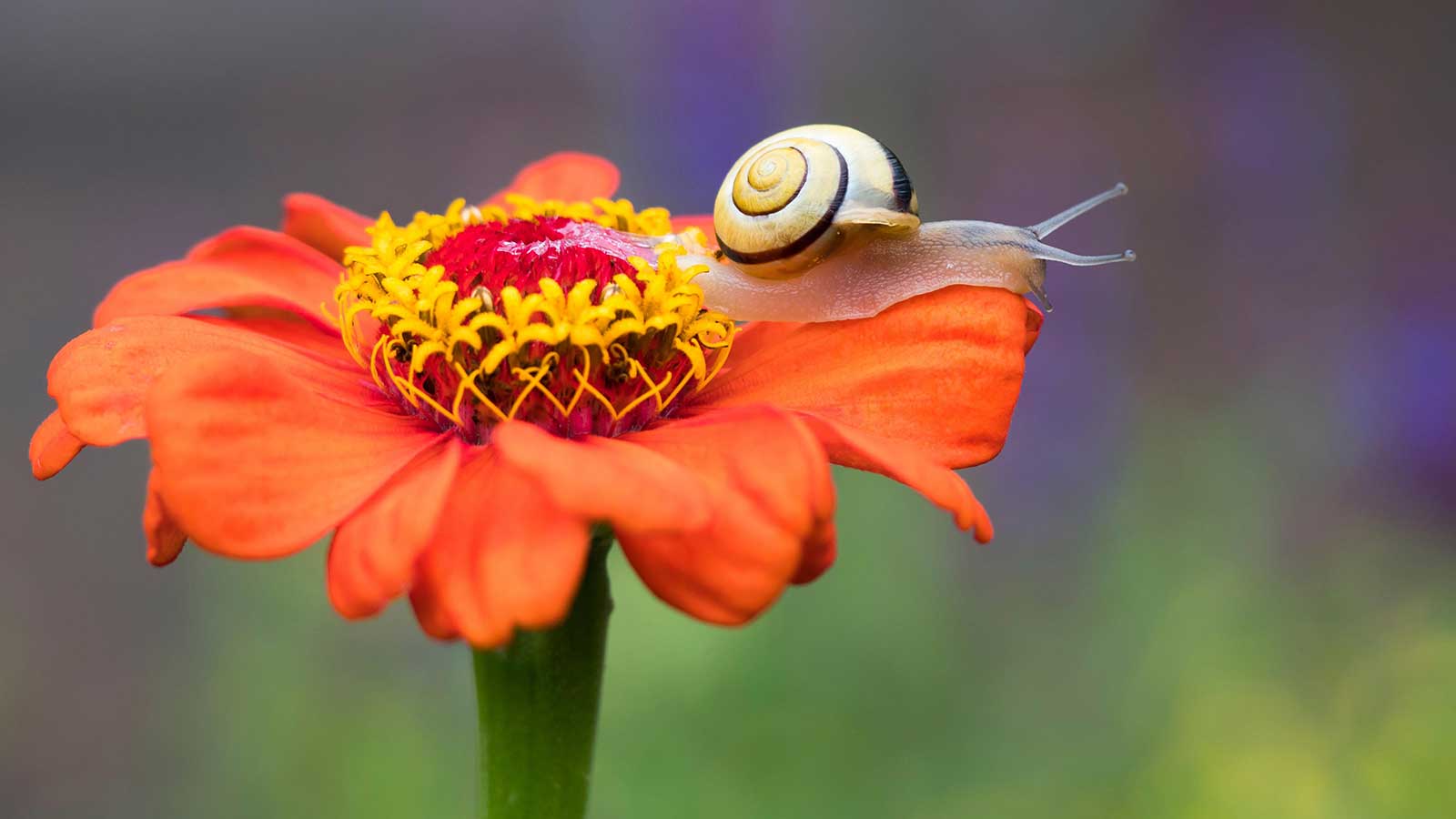 snail on orange zinnia 