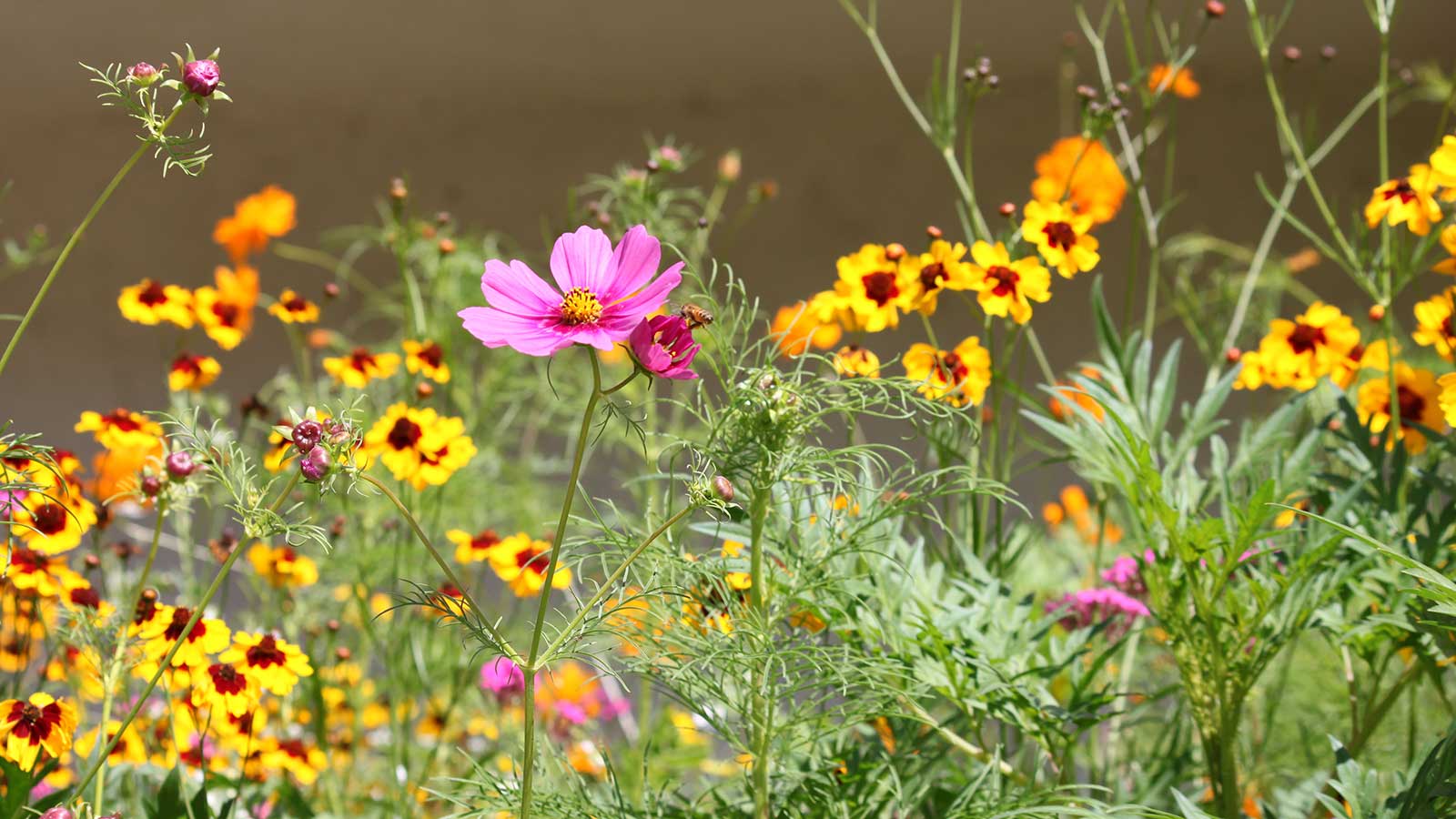 pink cosmos and coreopsis