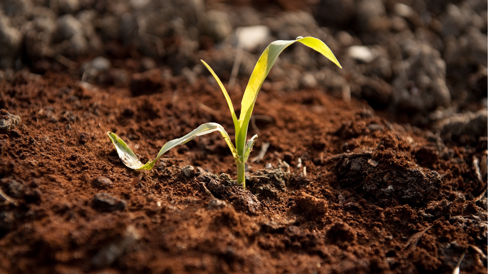 Coffee grounds to deter slugs