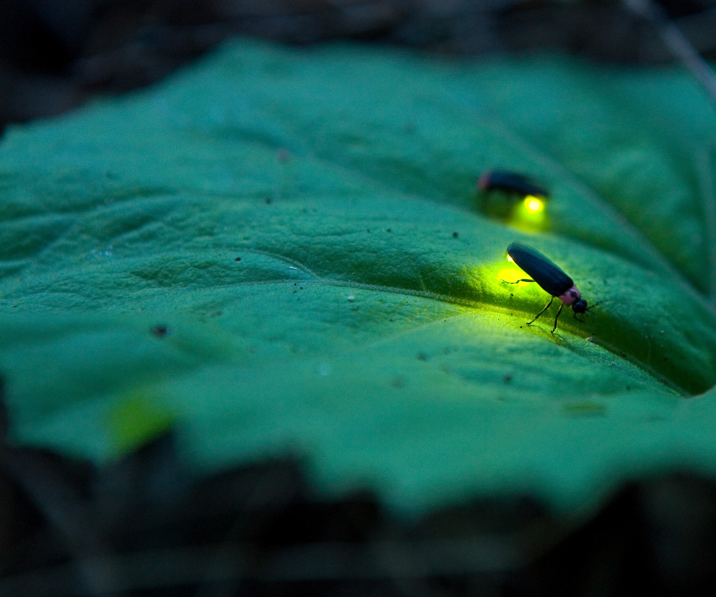 Firefly glowing on a leaf at night