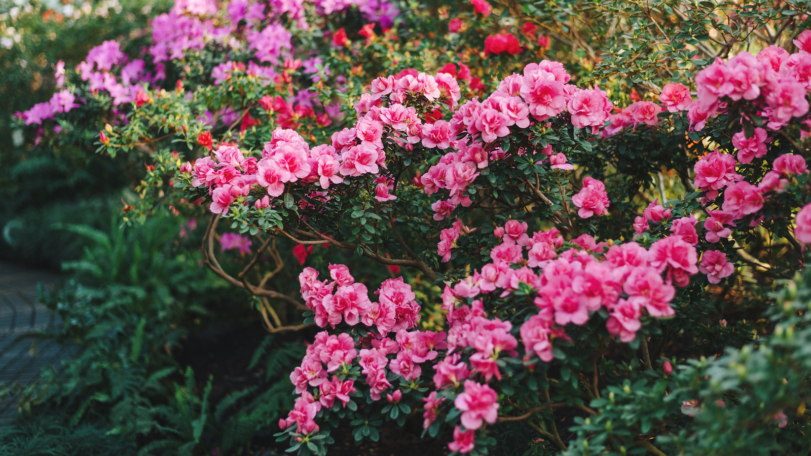 azaleas in a garden